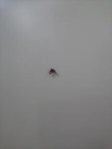 家庭菜園のコバエ対策とは？原因と退治方法を徹底解説！