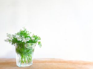 家庭菜園で虫がつかない野菜はある？初心者でも失敗しない育て方と虫対策