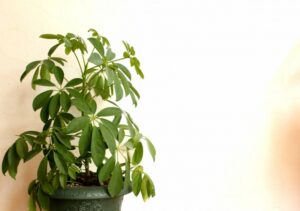 シンボルツリーをプランターで育てる方法とは？おすすめの木も紹介