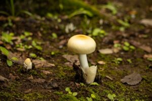 プランターにきのこが生えた原因と対処法は？駆除と予防のコツを解説