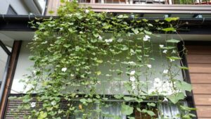 グリーンカーテンは通年で楽しめる？初心者におすすめの植物をご紹介！