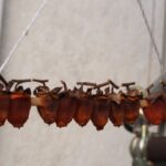 正月飾りの干し柿にはどんな意味があるの？みかん等付属品について解説！