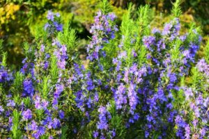 ローズマリーの冬の育て方！枯れる原因は剪定方法にあり！？