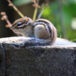 ハロウィンにリスは太る？かぼちゃを食べて巨大化する理由を解説